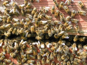 Busy bees