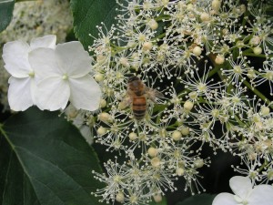 Bee on Hydrangea