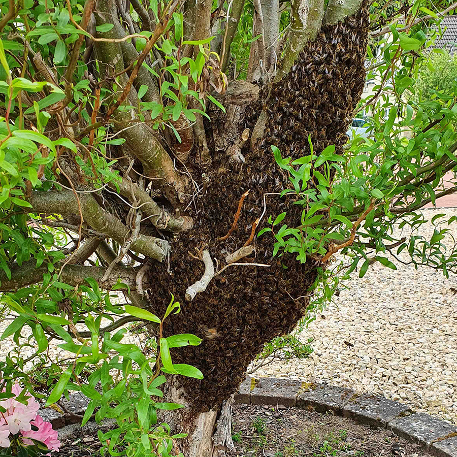How to identify a honey bee swarm
