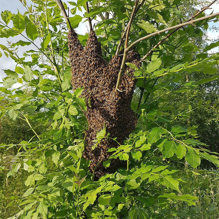 Peebles Bee Keepers Swarm Collection Service