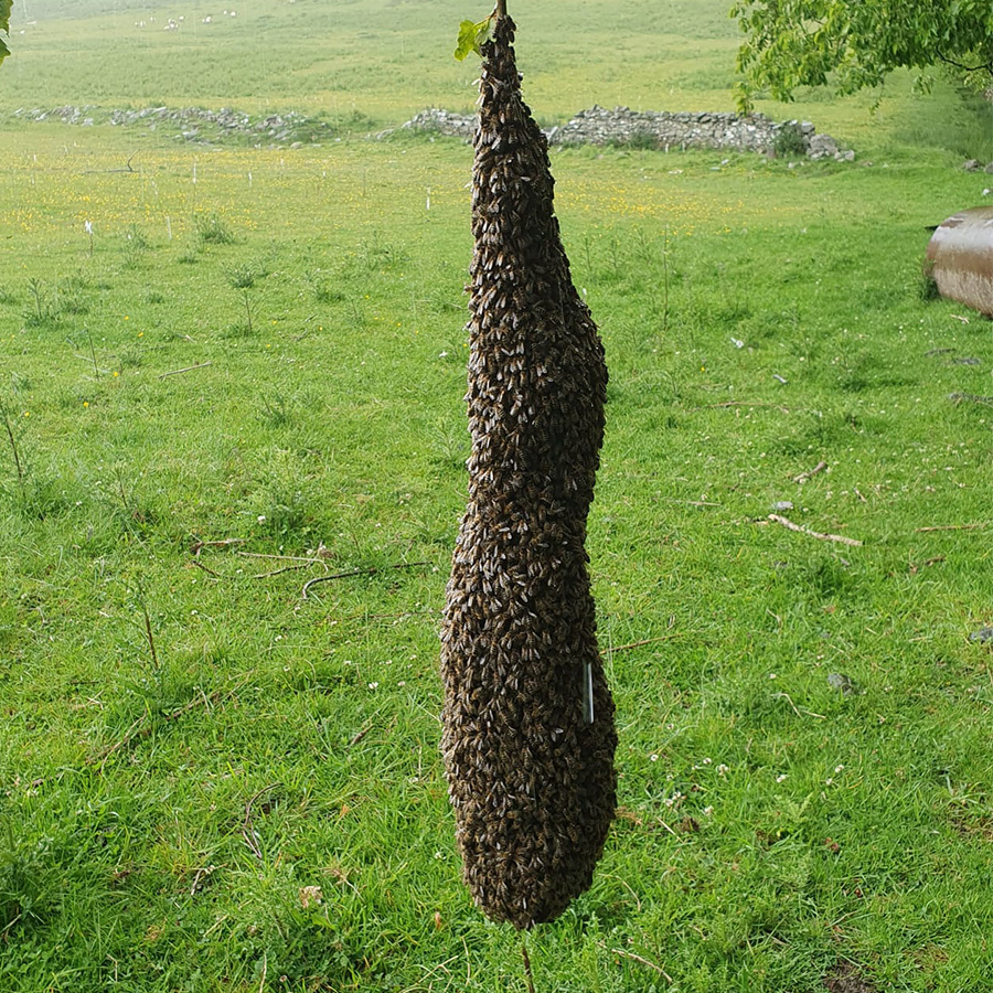 Peebles Bee Keepers swarm of bees