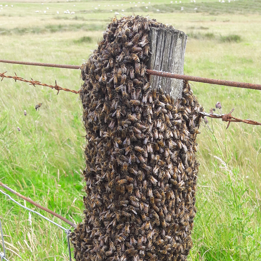 Peebles Bee Keepers swarm of bees