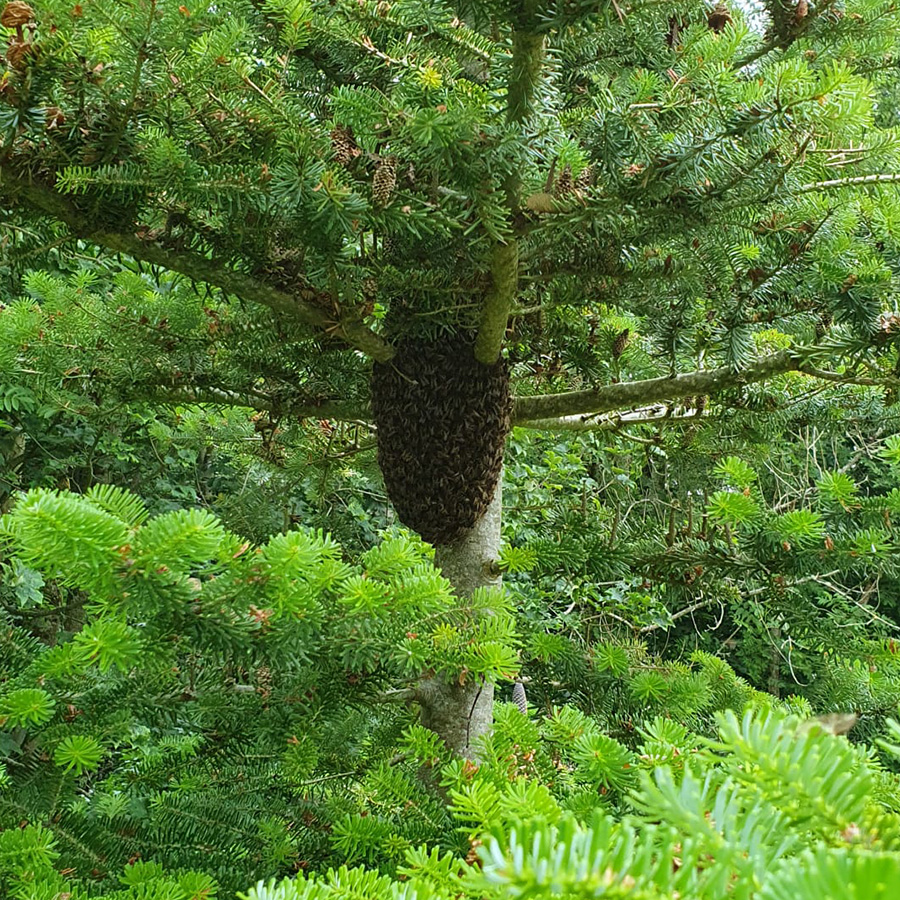 Peebles Bee Keepers swarm of bees